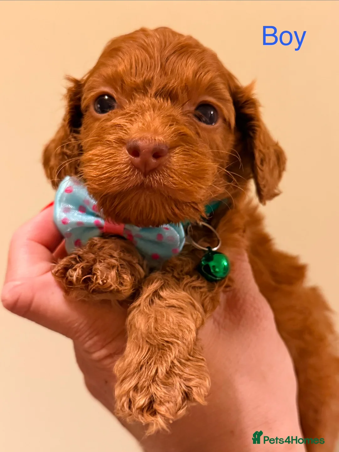 Cockapoo dogs for sale: ⚜️🌸Lady Whistledown  F1 Premium Cockapoos🌸⚜️ - Advert 26