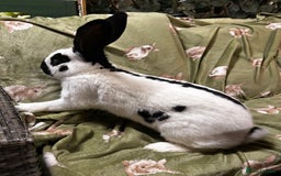 Continental Giant rabbits for sale: Giant Papillon Boy - Image 4