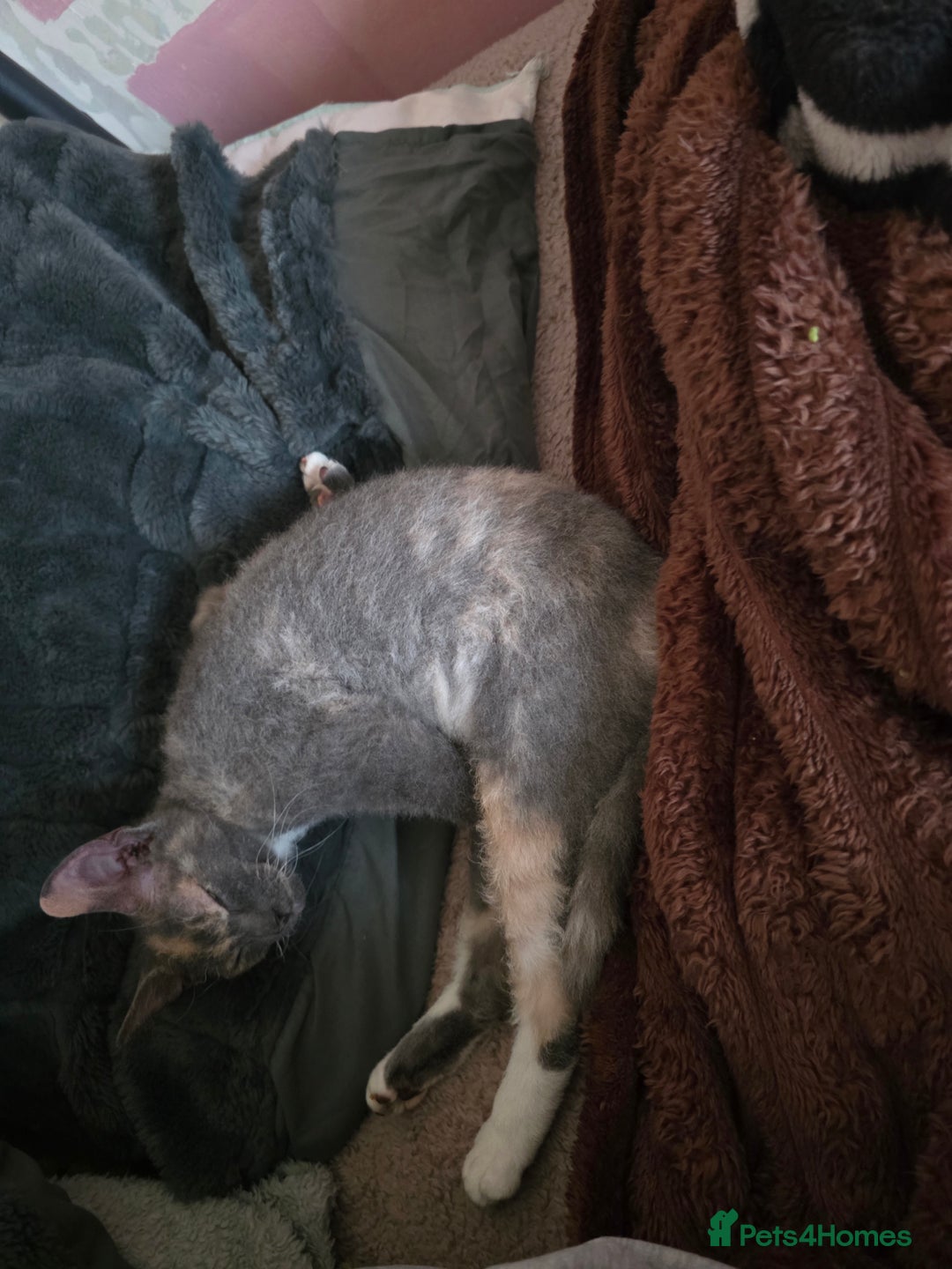 Mixed Breed cats for sale: Beautiful Female Kitten Looking for a Loving Home - Advert 9