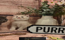 British Shorthair cats for sale: GCCF Registered chunky British Shorthair Kittens - Image 4
