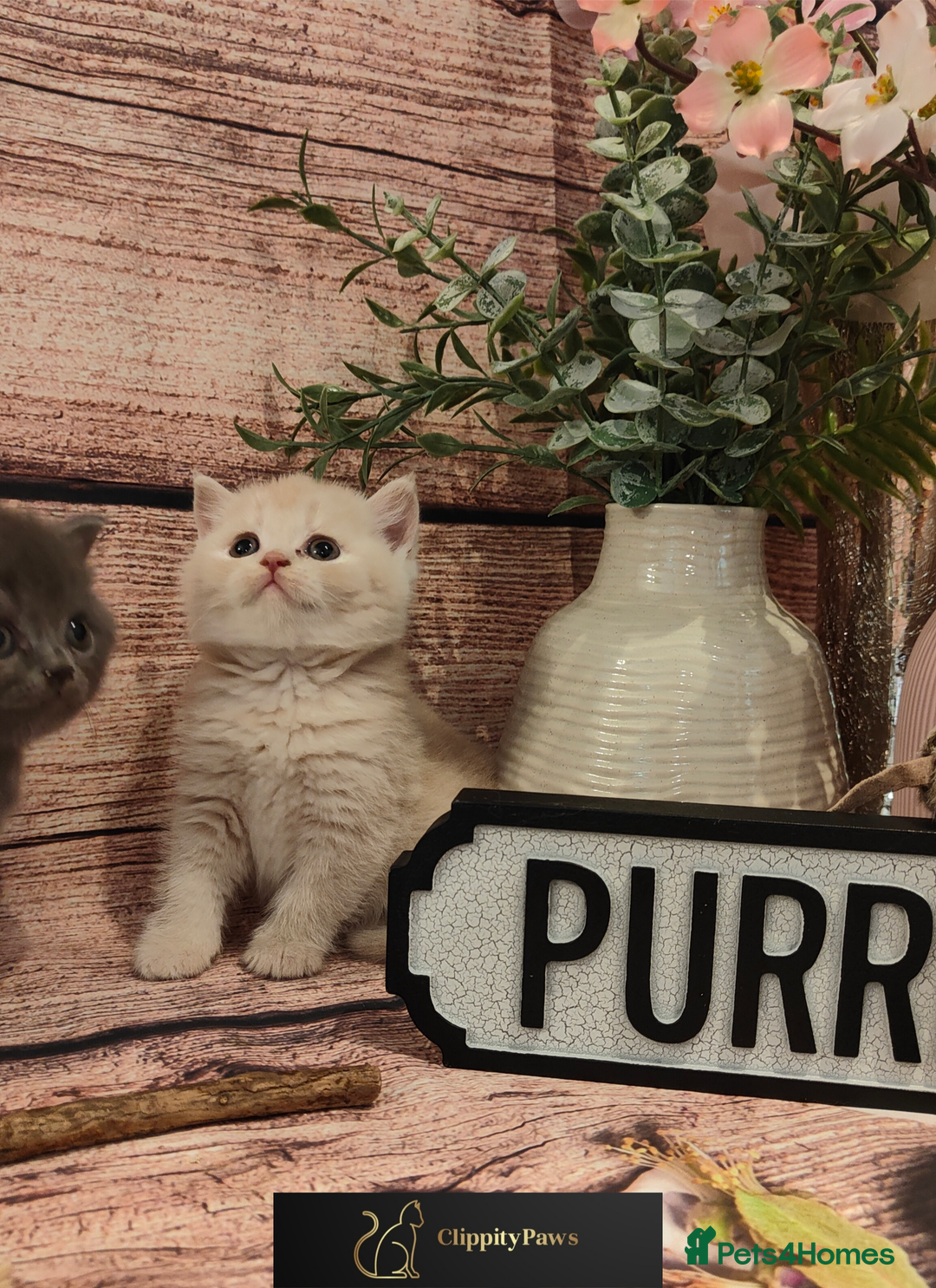 British Shorthair cats for sale: GCCF Registered chunky British Shorthair Kittens - Image 4