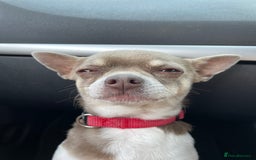 Chihuahua dogs for stud: Blue Pedigree Chihuahua for STUD - Advert 1