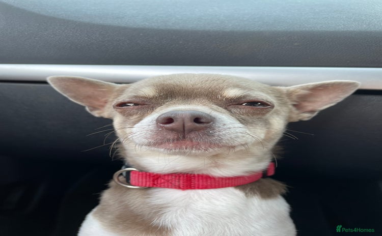 Chihuahua dogs Blue Pedigree Chihuahua for STUD - Advert 4