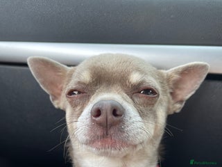 Chihuahua dogs for stud: Blue Pedigree Chihuahua for STUD - Advert 1