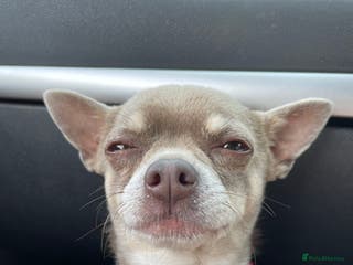 Chihuahua dogs Blue Pedigree Chihuahua for STUD - Advert 22