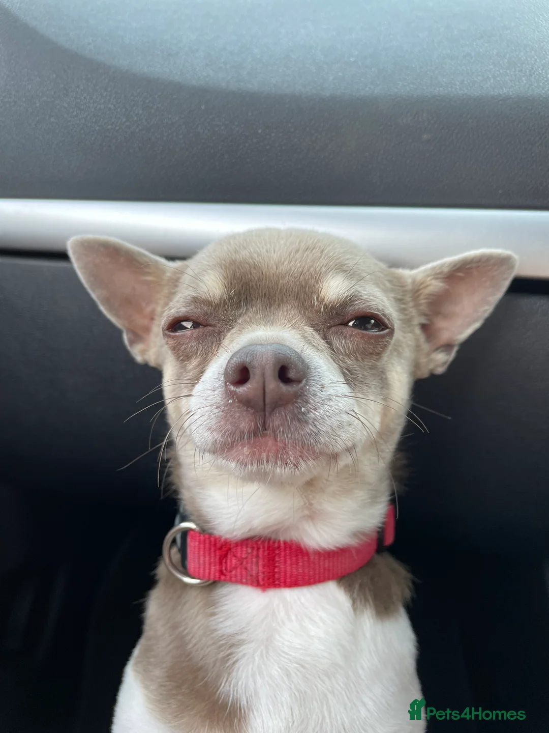 Chihuahua dogs for stud: Blue Pedigree Chihuahua for STUD - Advert 1