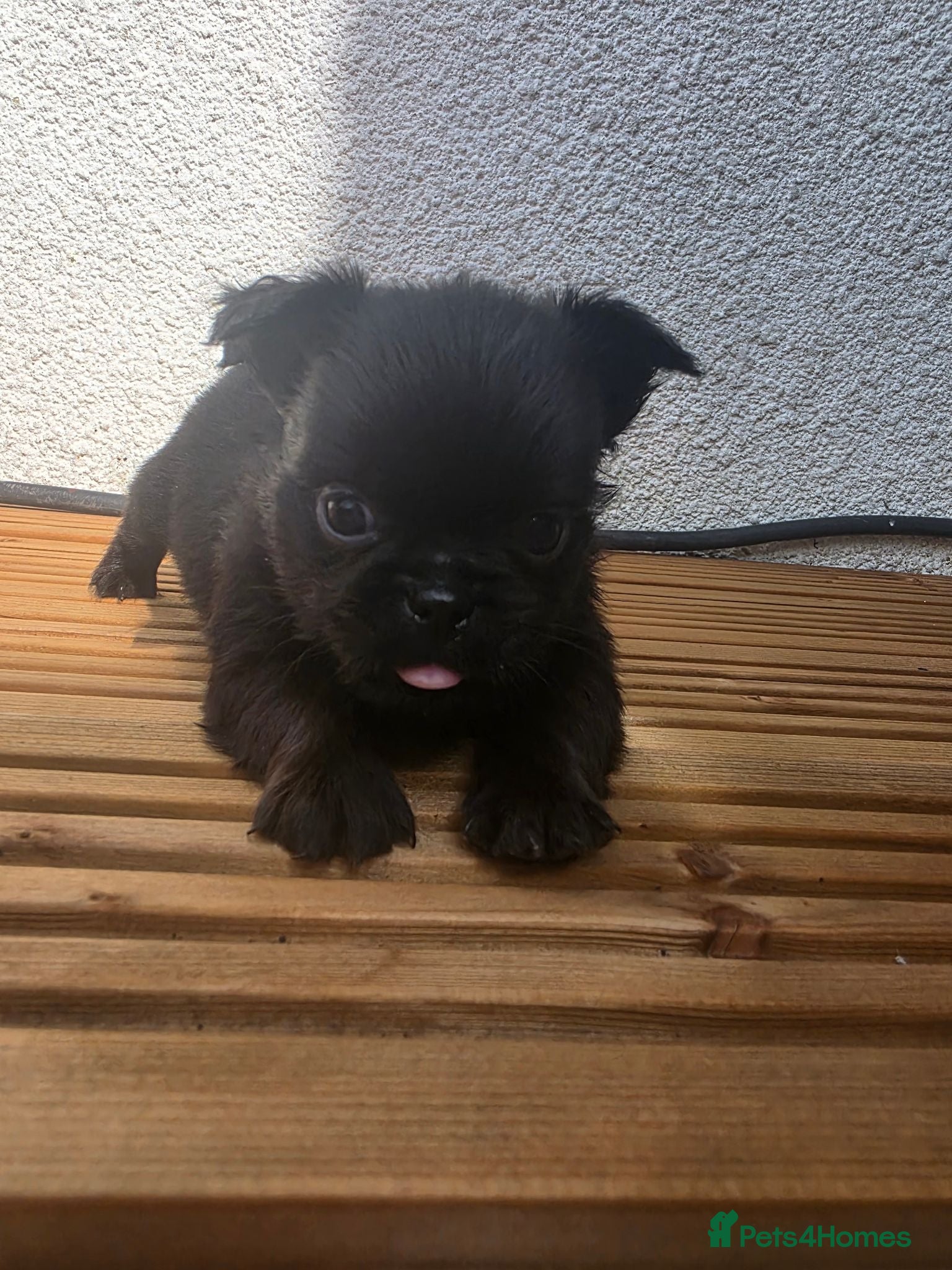 Griffon Bruxellois dogs Brussels Griffon (3/4) x French Bulldog (1/4) pups - Advert 4