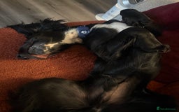 Sprocker dogs for sale: Charlie an energetic and friendly boy.  - Image 6
