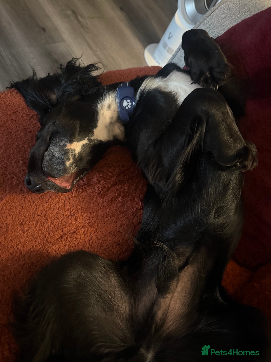 Sprocker dogs for sale: Charlie an energetic and friendly boy.  - Image 6