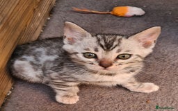 Bengal cats for sale: Pedigree Bengal kittens - Image 8