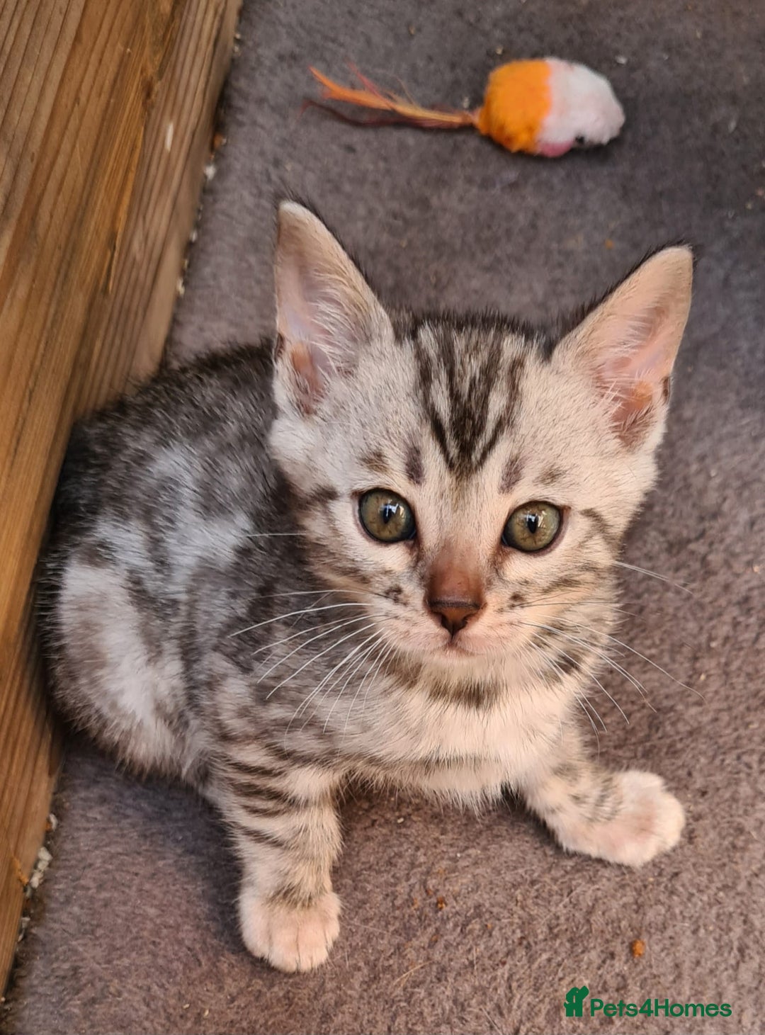 Bengal cats for sale: Pedigree Bengal kittens - Image 8