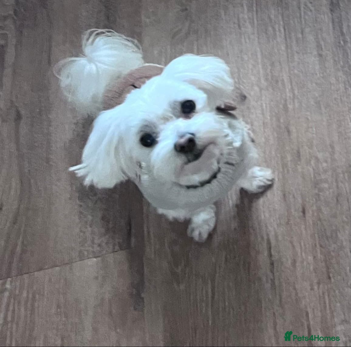 Maltese dogs Lovely KC reg Maltese male 2 years old  - Advert 1