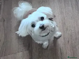 Maltese dogs Lovely KC reg Maltese male 2 years old - Advert 1