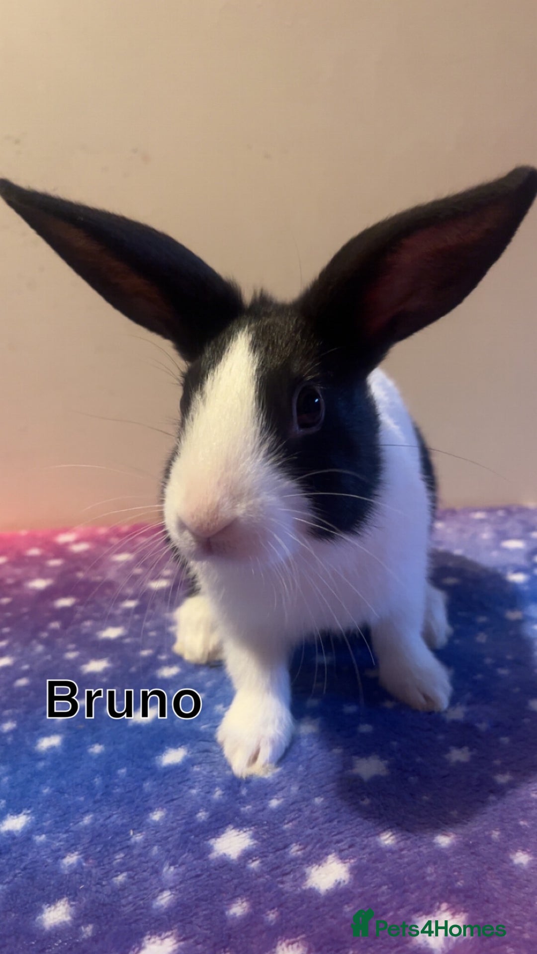 Dutch rabbits for sale: ‼️4 pure bred Dutches ready soon‼️ - Advert 12