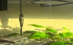 Tetras fish for sale: Fish and tank  - Image 8