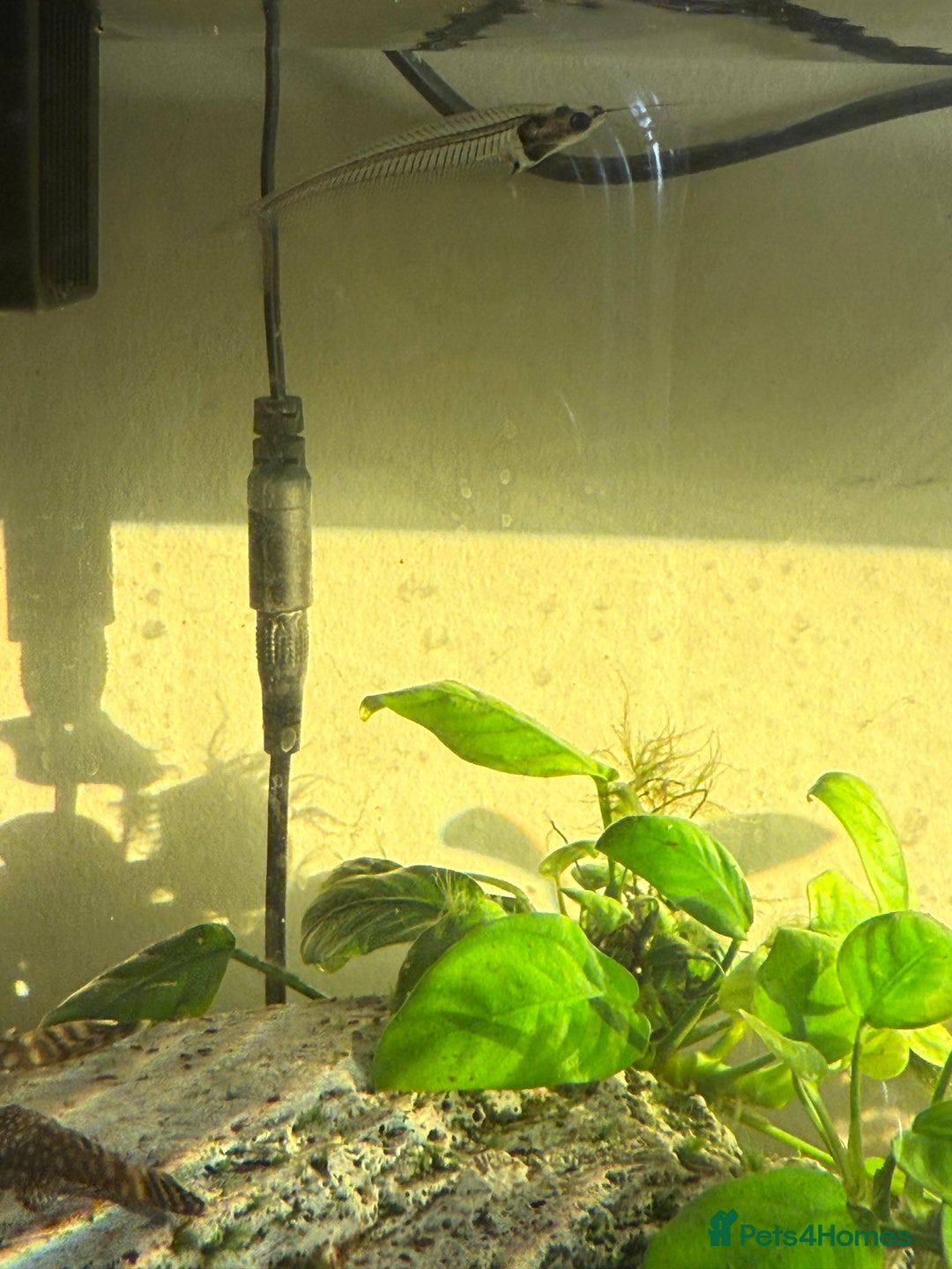 Tetras fish for sale: Fish and tank  - Image 8