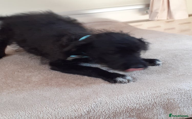 Jackapoo dogs in Telford - Advert 2