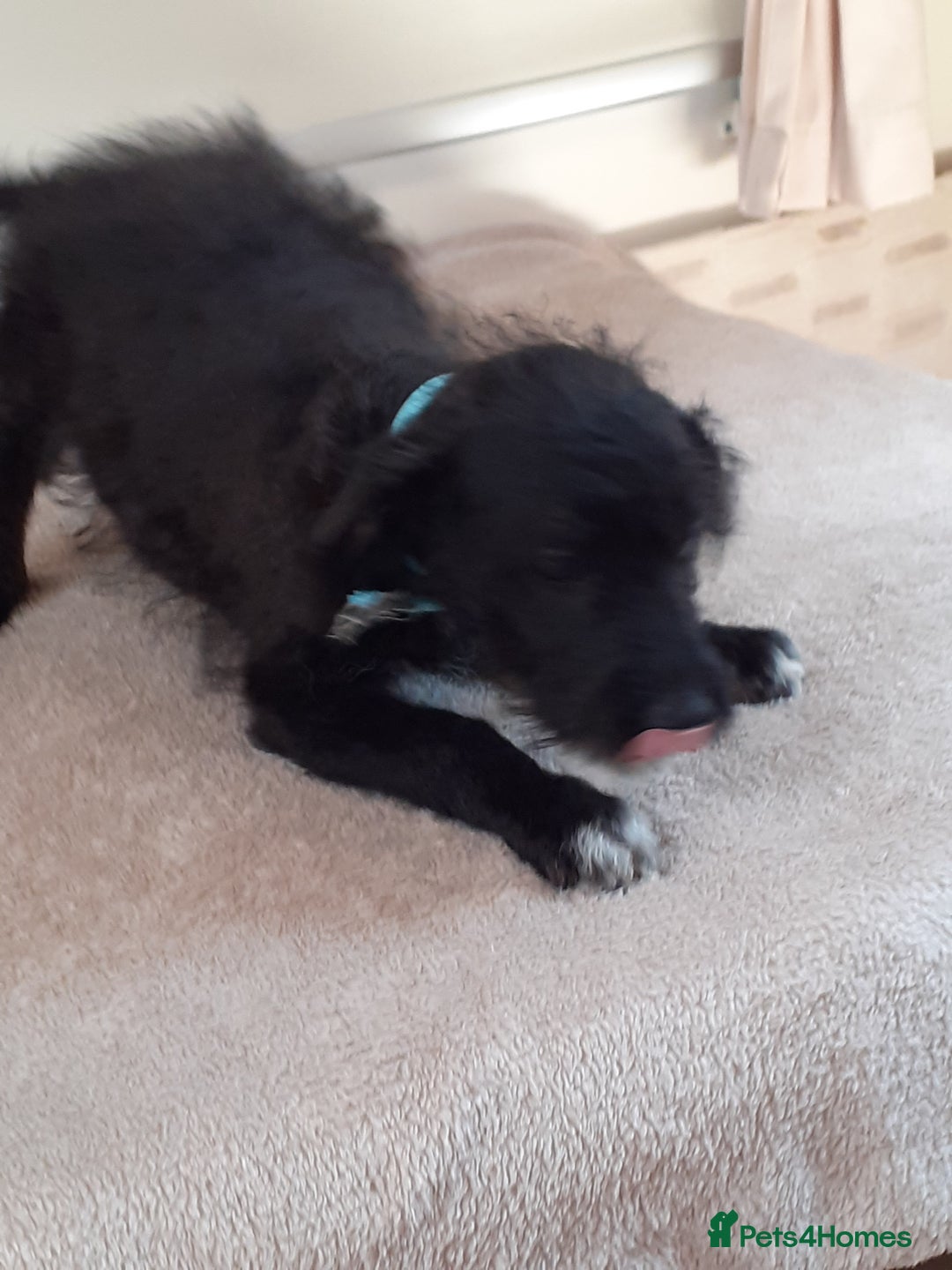 Jackapoo dogs for sale: Beautiful Jackapoo puppies  in Telford - Image 1