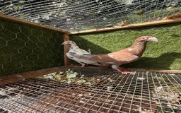 Pigeons birds for sale: Pigeons for sale - Image 22
