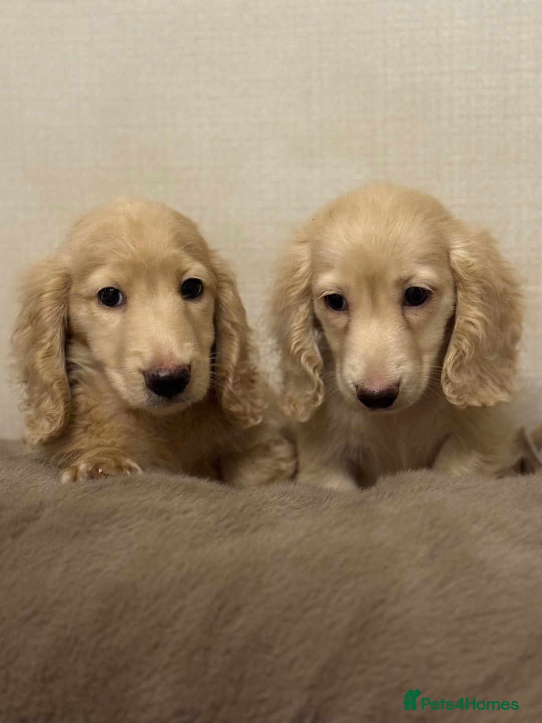 Miniature Dachshund dogs for sale: Two kennel club pra clear dachshund boys Longhair - Advert 4