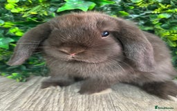 Mini Lop rabbits for sale: BEAUTIFUL BABY MINI LOP BUNNIES  - Image 2