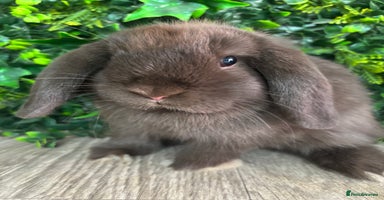 Mini Lop rabbits - Advert 3