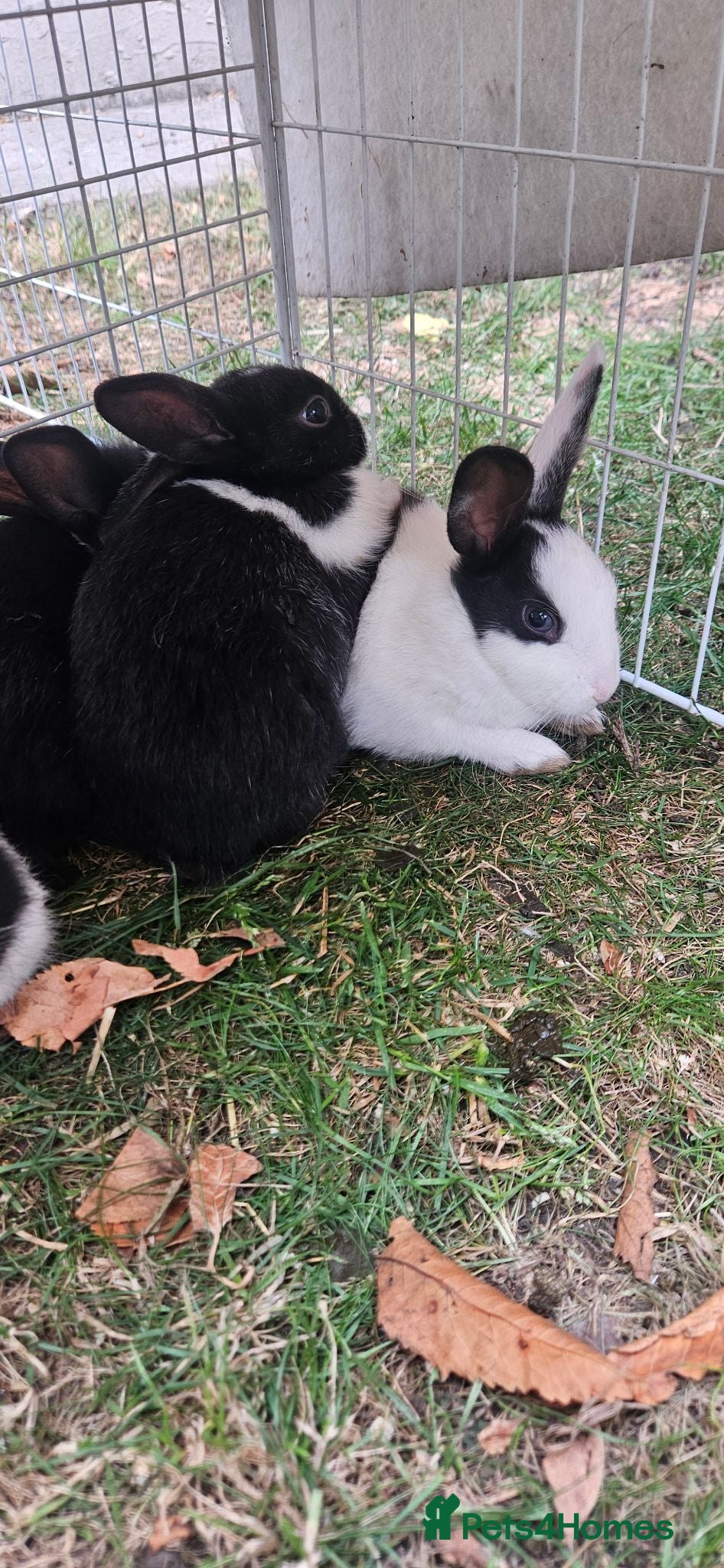 Mixed Breed rabbits for sale: They are very friendly family 🥰 - Advert 3