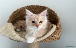 Maine Coon cats for sale: 🐾TICA registered Maine Coon Kittens🐾 - Image 22