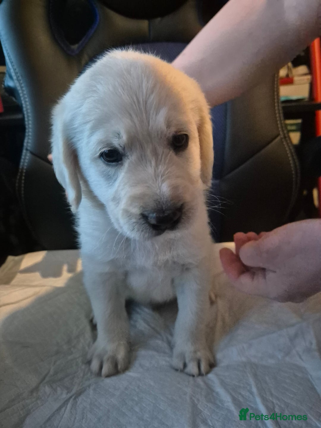 Mixed Breed dogs for sale: Stunning Litter of Labradoodle x Pyrenees - Advert 10