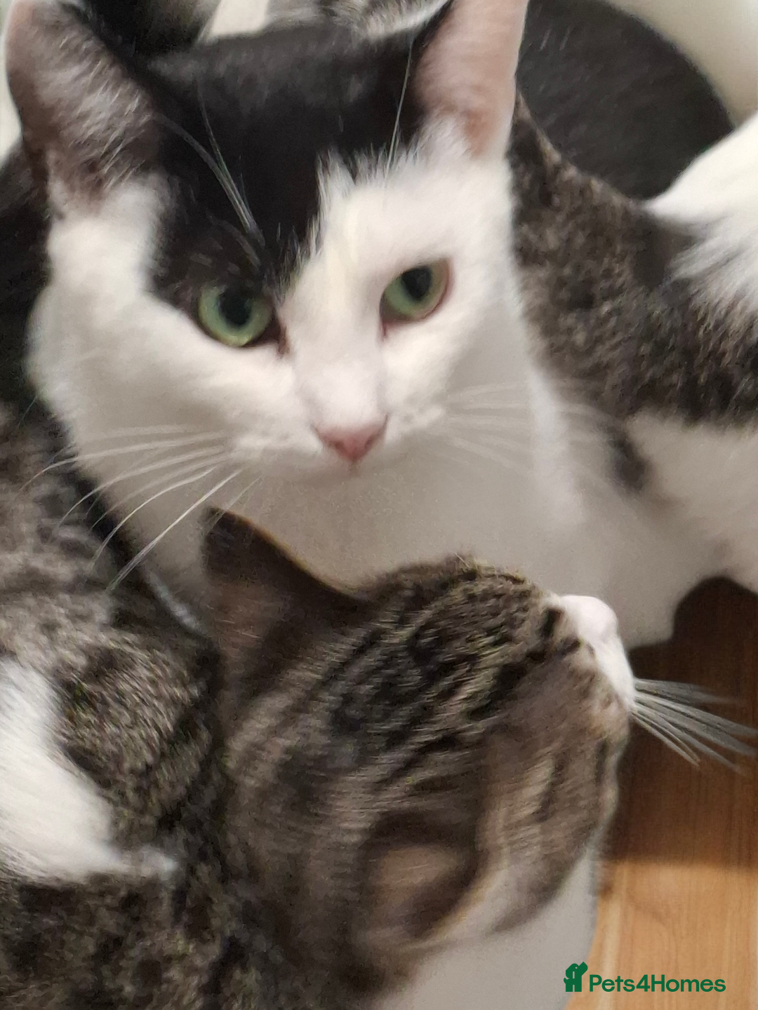 Mixed Breed cats for adoption: 🌟 Meet Toffee a beautiful female for adoption - Advert 3