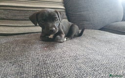 Patterjack dogs for sale: 2 black patterjack puppies left! - Image 5