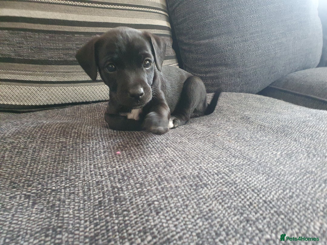 Patterjack dogs for sale: 2 black patterjack puppies left! - Image 5
