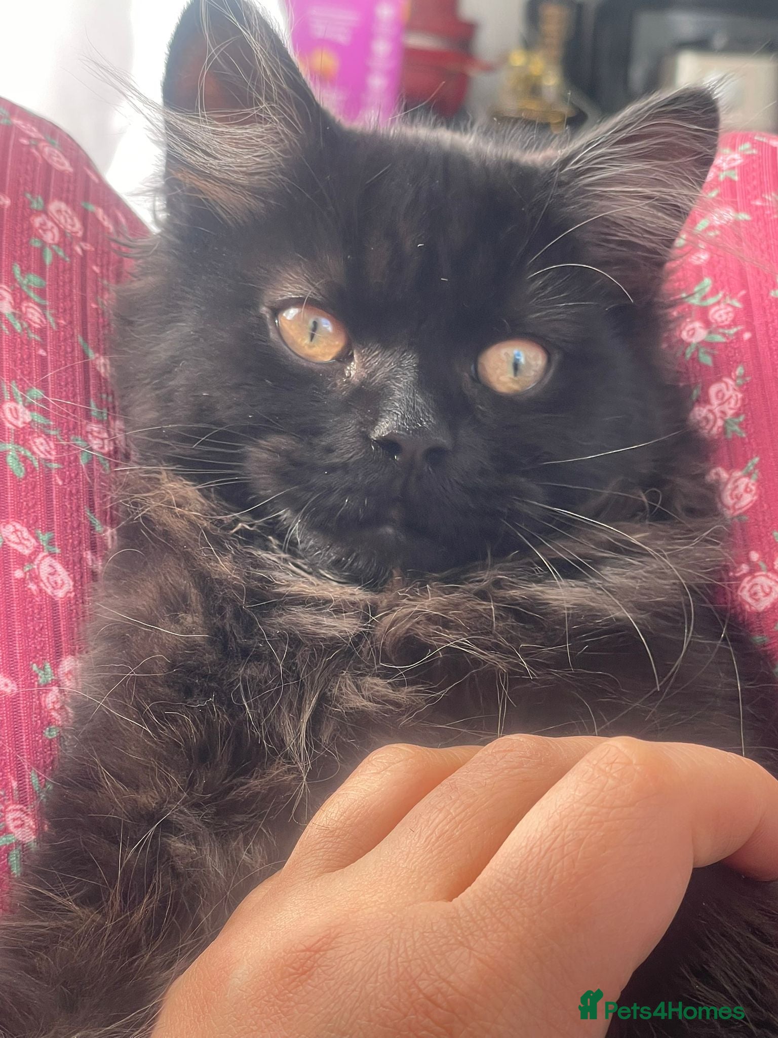 Mixed Breed cats for sale:  Persian kitten Reduced  - Advert 9
