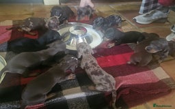 Miniature Dachshund dogs for sale: KC Registered Miniature Dachshund Puppies - Image 15