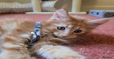 Maine Coon cats - Advert 11