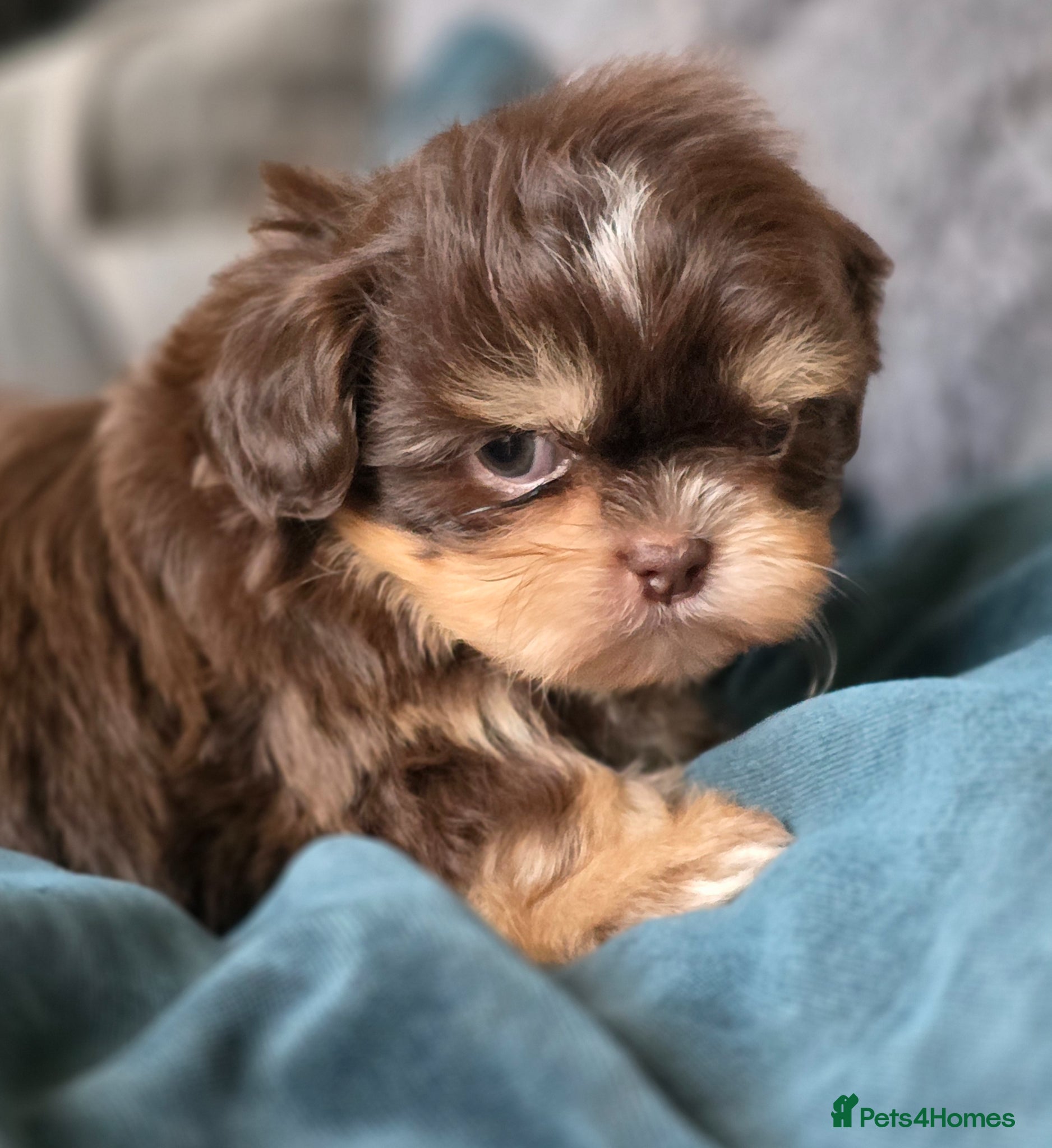 Shih Tzu dogs Stunning KC Reg imperial shih tzu Female available - Advert 1