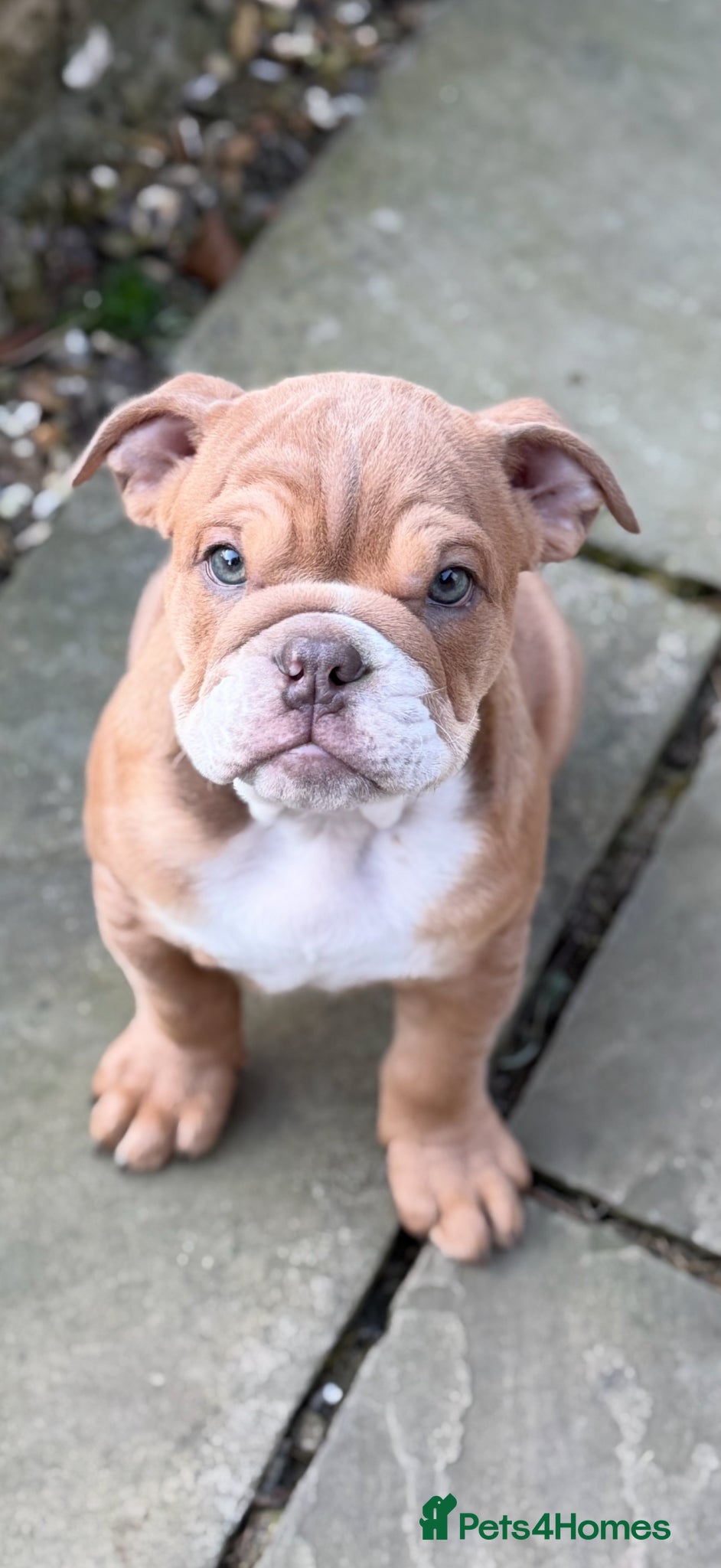 English Bulldog dogs English Bulldog Puppy  - Advert 6