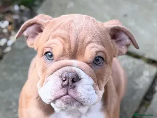 English Bulldog dogs English Bulldog Puppy - Advert 6
