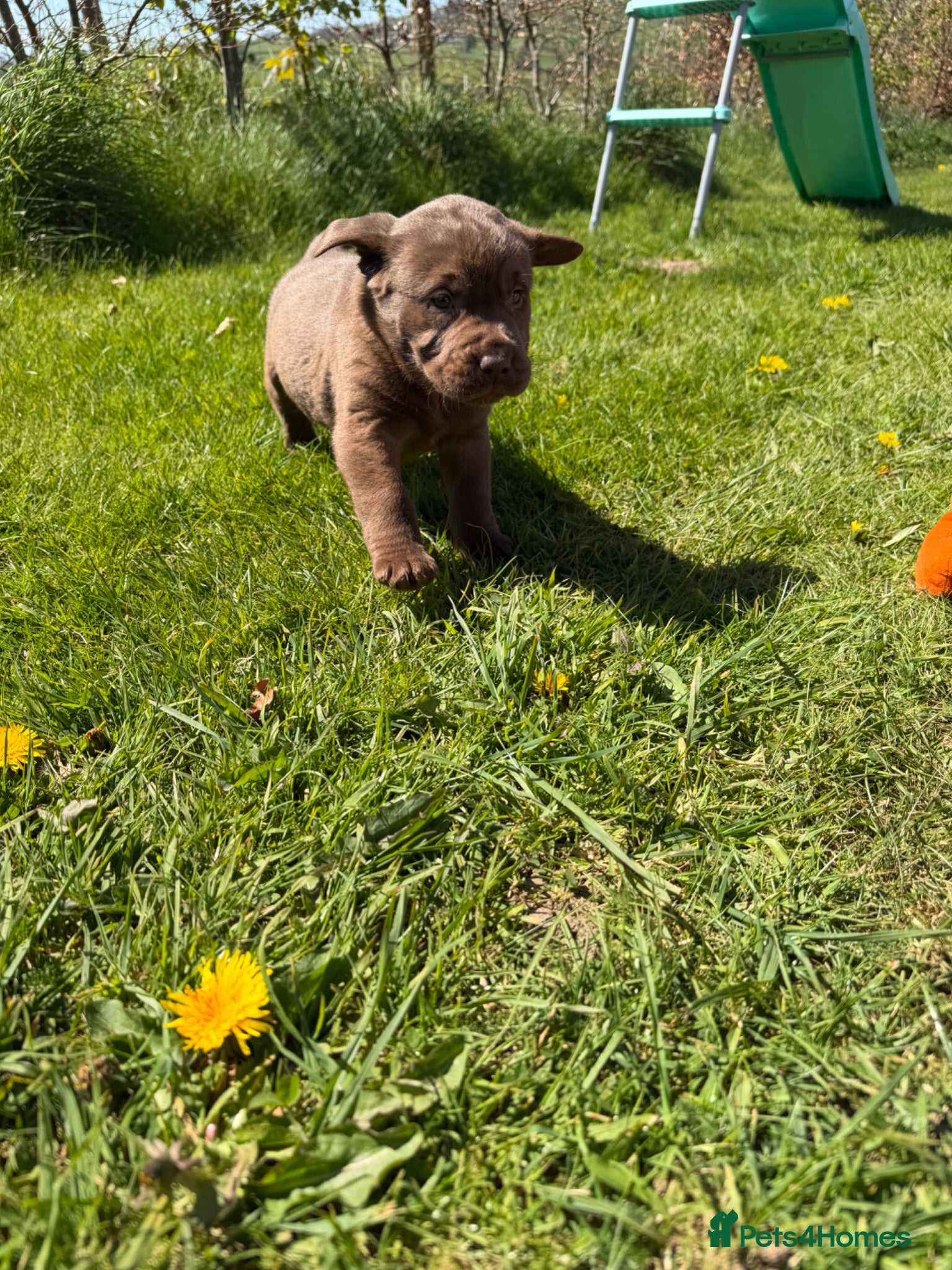 Labrador Retriever dogs Chocolate Labrador Puppies - Advert 5