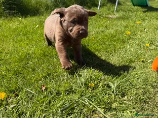 Labrador Retriever dogs Chocolate Labrador Puppies - Advert 5