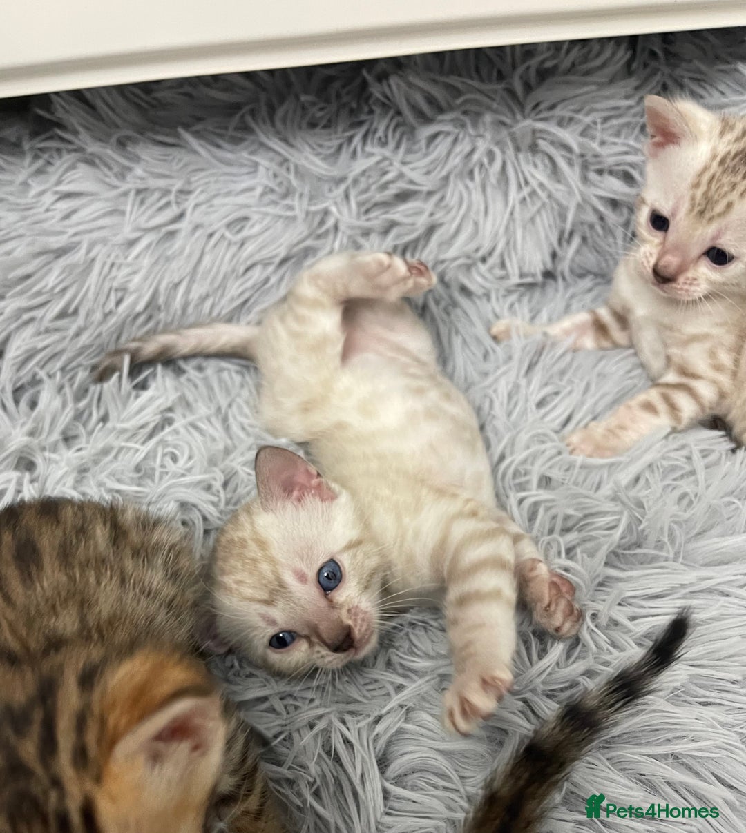 Bengal cats for sale: Bengal kittens for sale - Advert 9