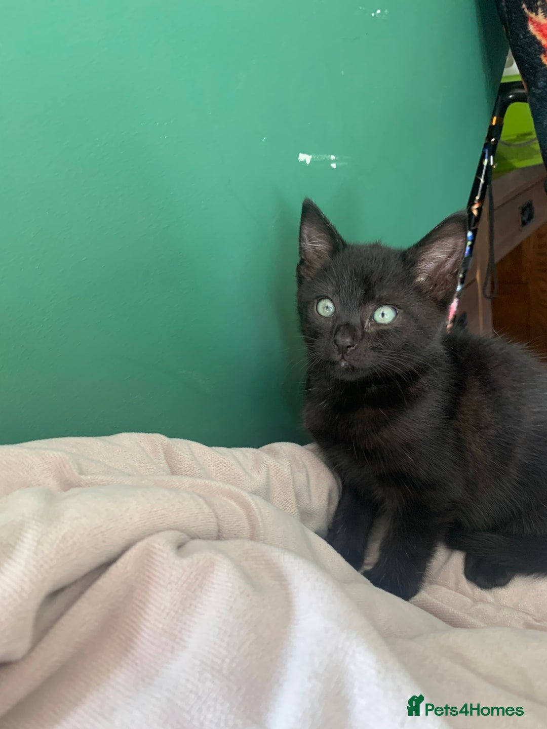 British Shorthair cats for sale: Playful girl - Image 1