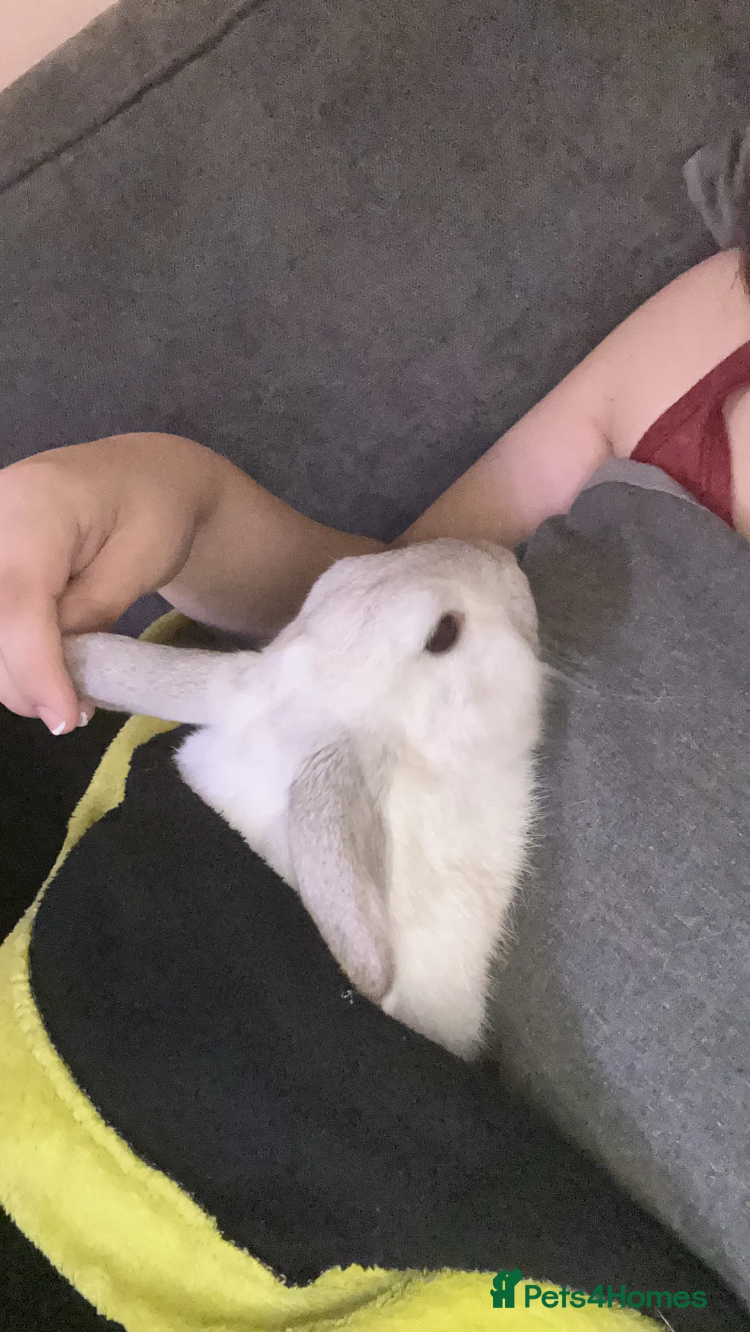 Mixed Breed rabbits for sale: Bambi - Advert 4