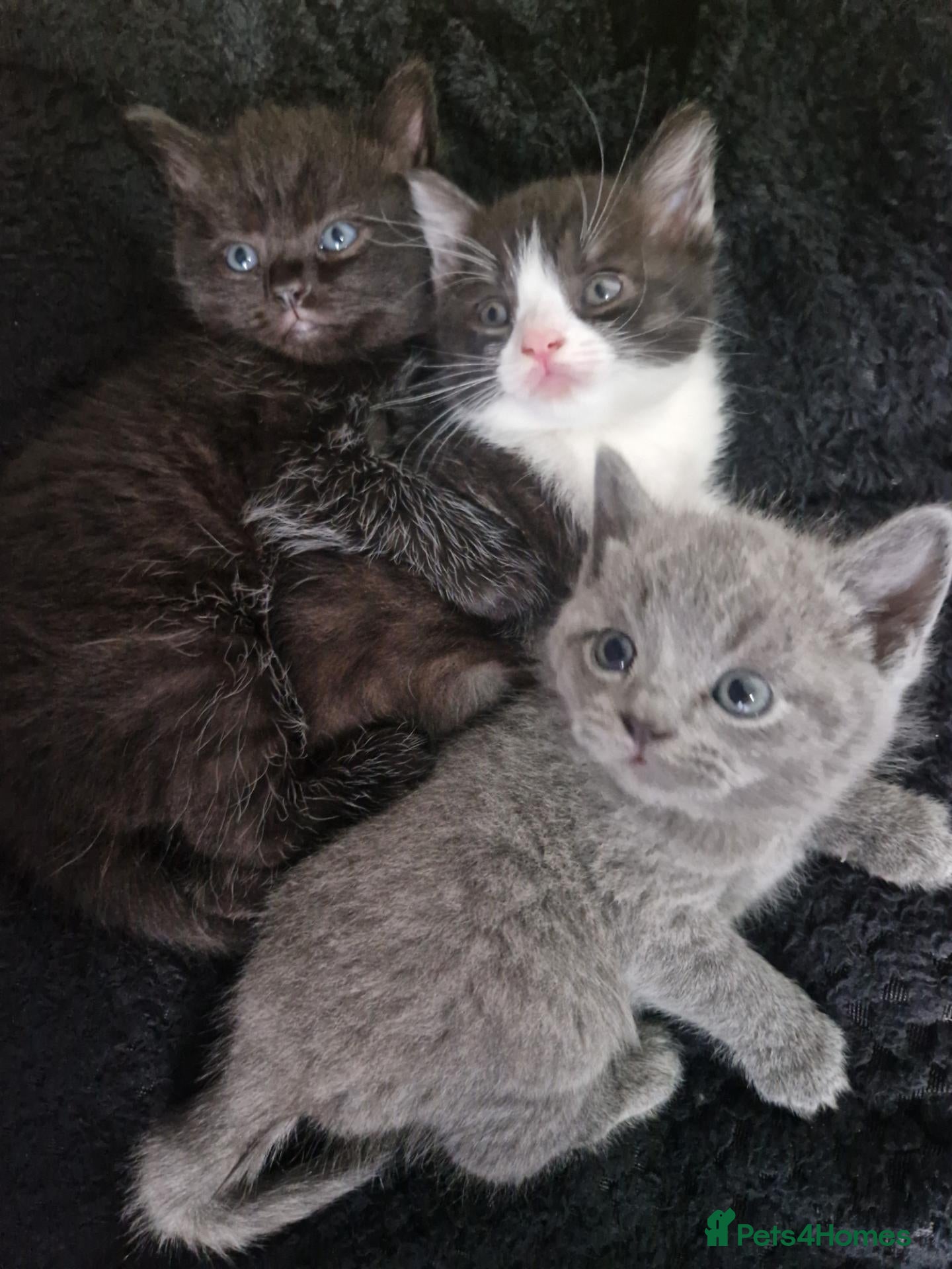 British Shorthair cats We have 3 bsh cross kittens for sale - Advert 1