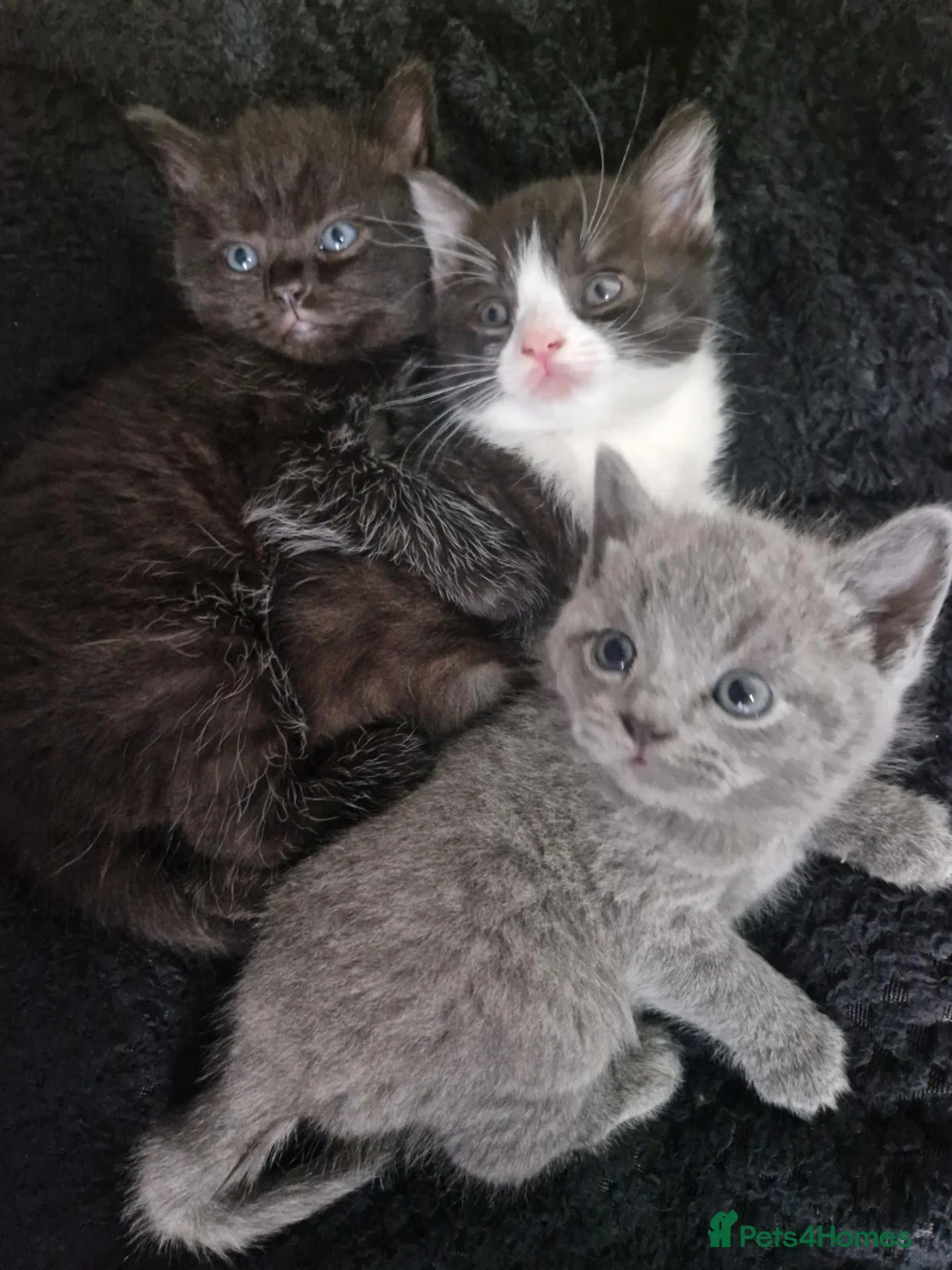 British Shorthair cats for sale: We have 3 bsh cross kittens for sale in Morecambe - Advert 1
