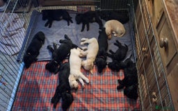 Labradoodle dogs for sale: BEAUTIFUL LABRADOODLE PUPPIES *LAST FEW * - Image 6