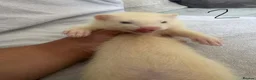 Ferret rodents for sale: Stunning part angora kits for sale in Cardiff - Advert 19