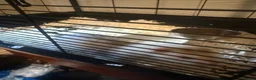 Ferret rodents for sale: Jill forsale  - Advert 6