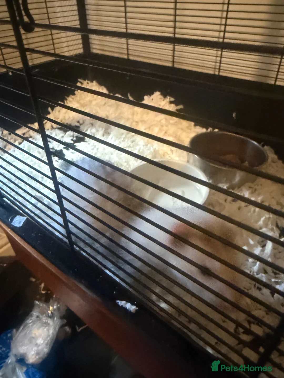 Ferret rodents for sale: Jill forsale  - Advert 6