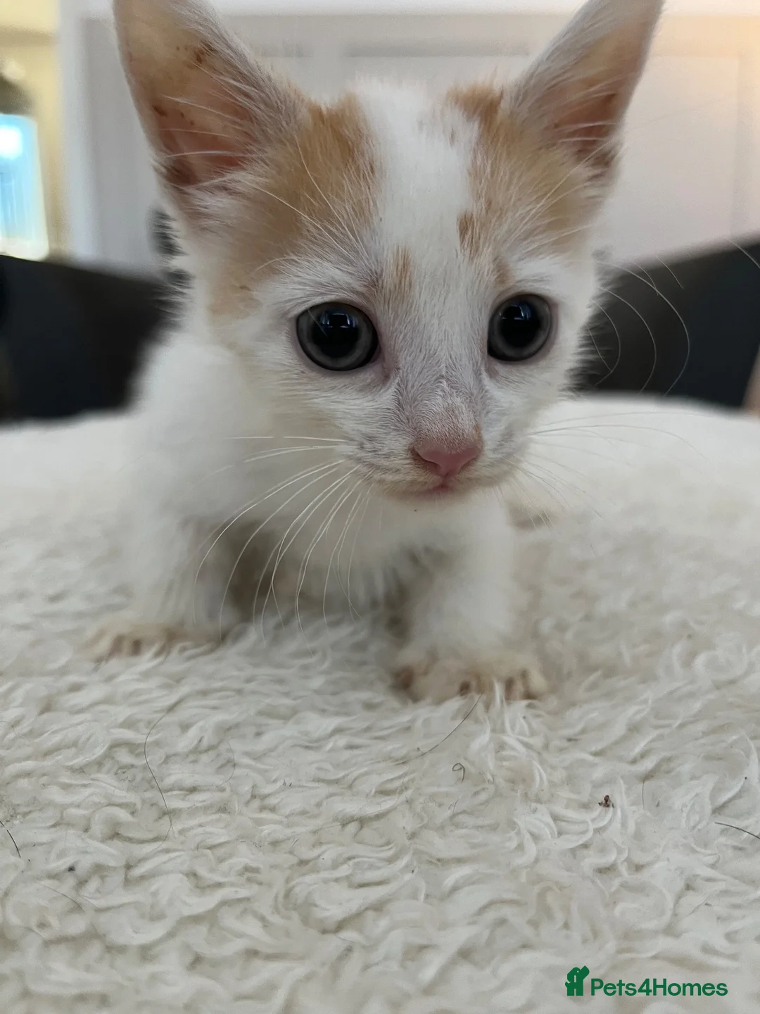 Mixed Breed cats for sale: 2 male kittens for sale £100 ono - Advert 5